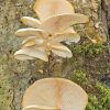 PFG - QRP Mushrooms of NC, SC, GA