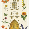 Cavallini Tea Towel: Bees & Honey