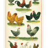 Cavallini Tea Towel: Chickens