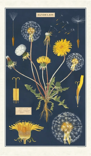 Cavallini Tea Towel: Dandelion