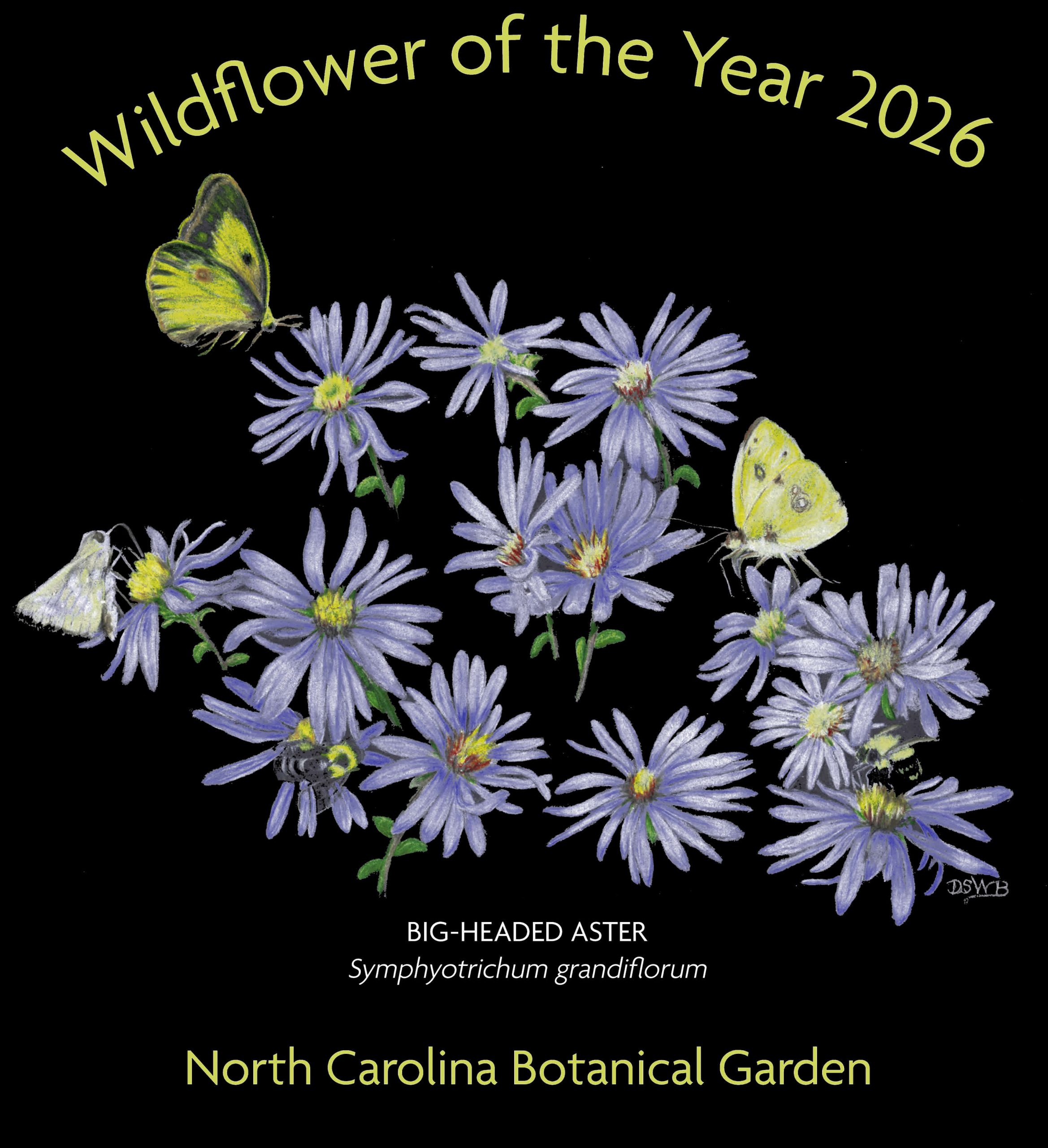 WFOY 2026 Aster SHORT Sleeve - Image 6