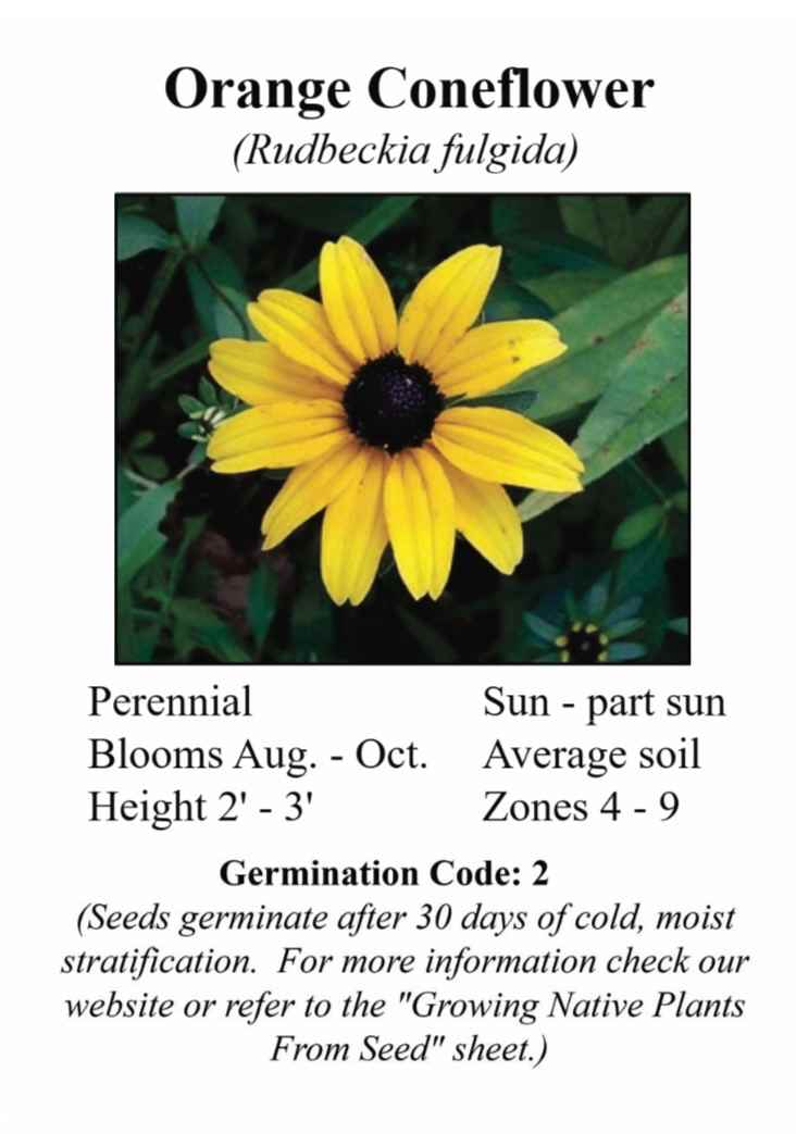 NCBG Seeds Orange Coneflower