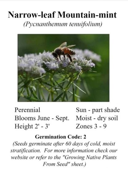 NCBG Seeds Narrow-leaf Mountain-mint