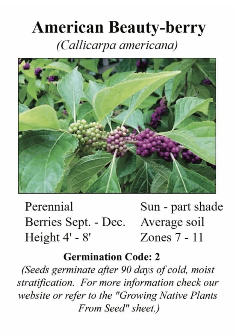 NCBG Seeds American Beauty-berry